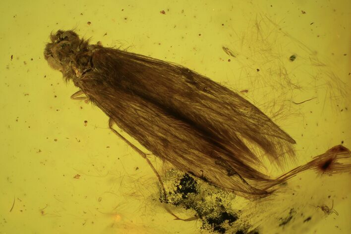 Detailed Fossil Caddisfly (Trichopterae) In Baltic Amber #90842